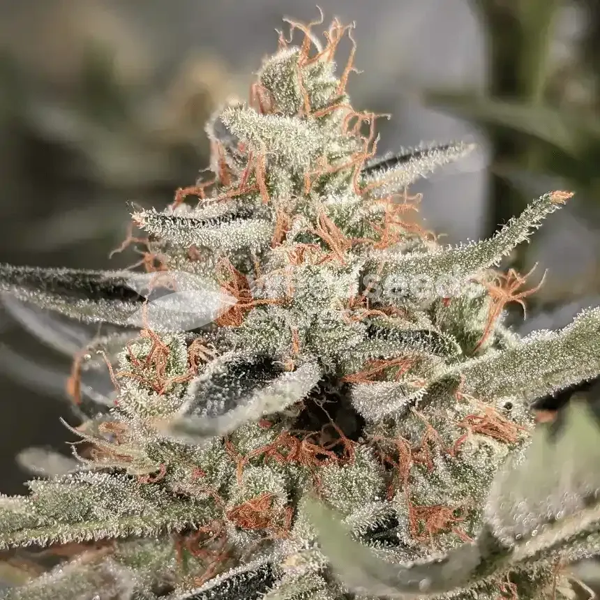 Jack Herer Feminized Cannabis Seeds - WSE Canada